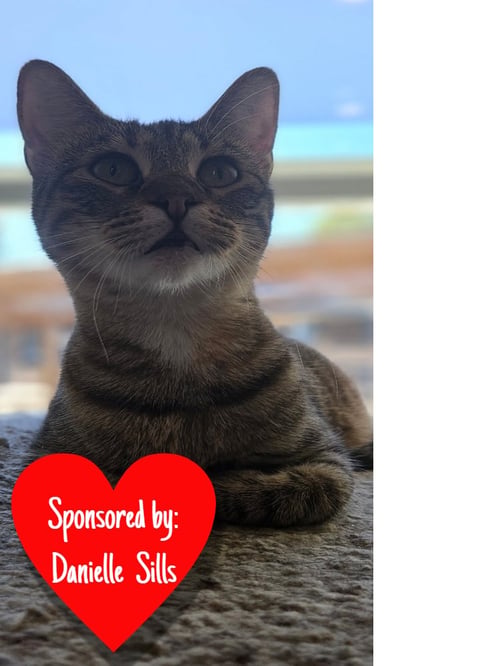 SCRUBS - Domestic Medium Hair / Domestic Short Hair available for adoption