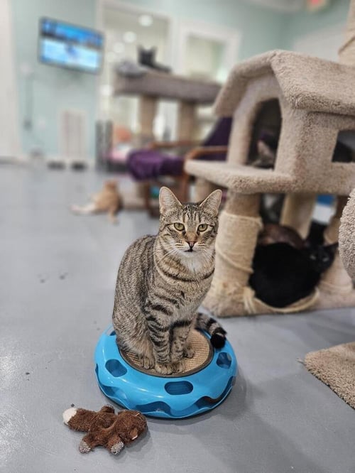 SCRUBS - Domestic Medium Hair / Domestic Short Hair available for adoption