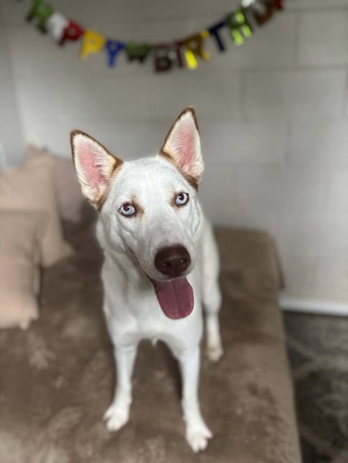 SIREN - Husky available for adoption