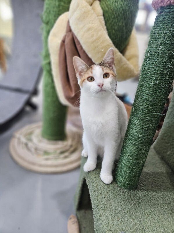 BUBBLES - Domestic Short Hair available for adoption