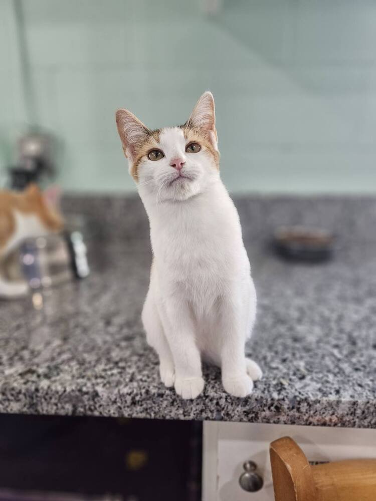 BUBBLES - Domestic Short Hair available for adoption
