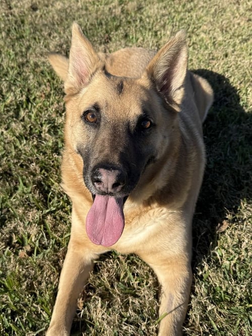 IRWIN - German Shepherd Dog available for adoption