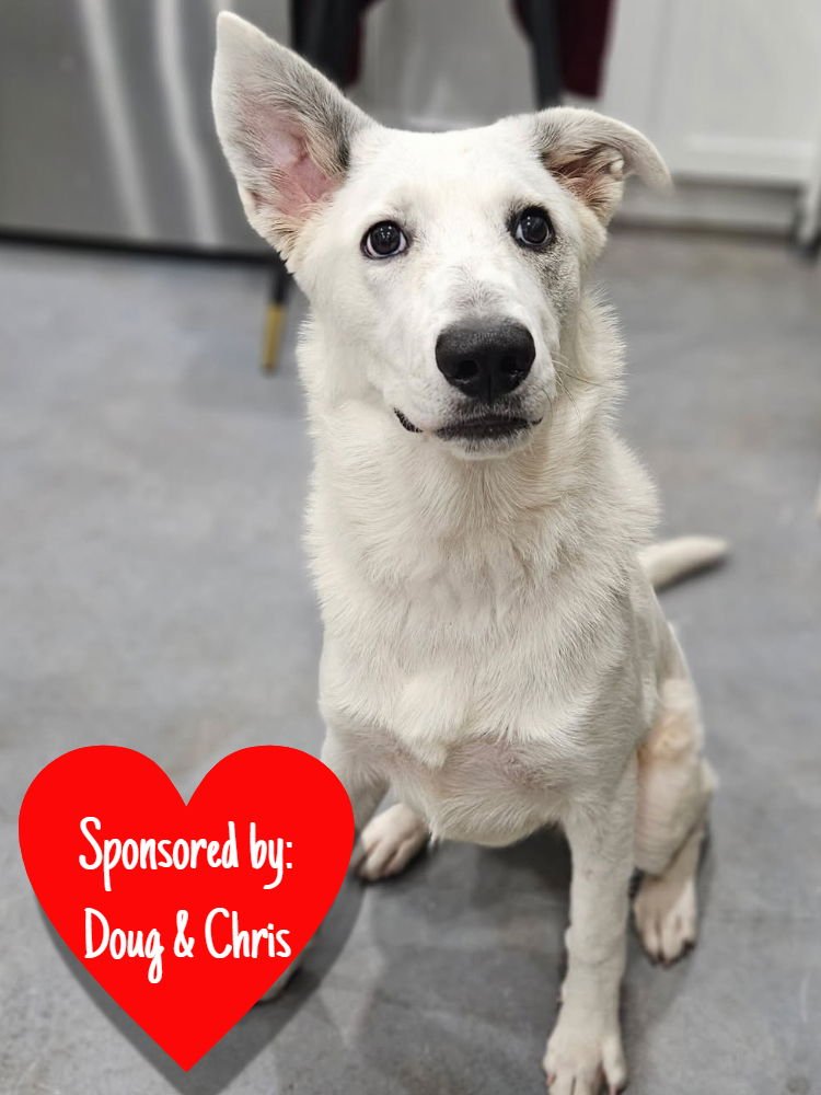 KHALESSI - Terrier available for adoption