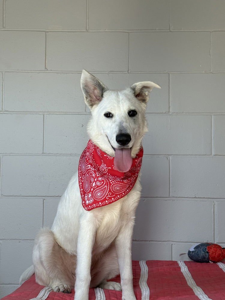 KHALESSI - Terrier available for adoption