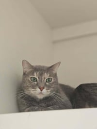 Calypso - Photo 2