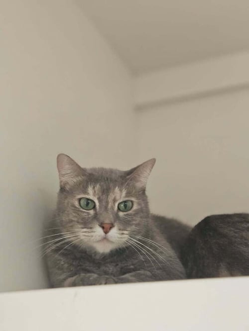 CALYPSO - Domestic Short Hair available for adoption