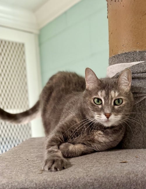 CALYPSO - Domestic Short Hair available for adoption