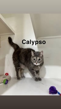 Calypso - Photo 3