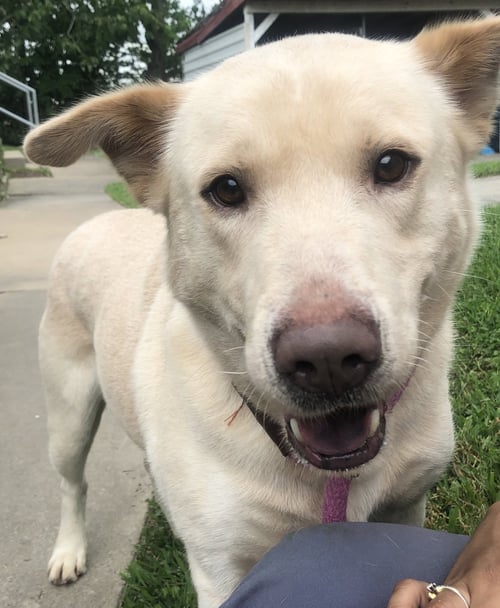 ALFEE - Chow Chow available for adoption