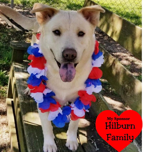 ALFEE - Chow Chow available for adoption