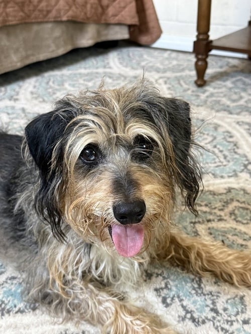 SHAGGY - Terrier available for adoption
