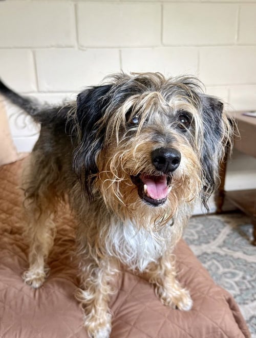 SHAGGY - Terrier available for adoption