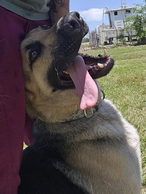 FRANKIE - German Shepherd Dog available for adoption