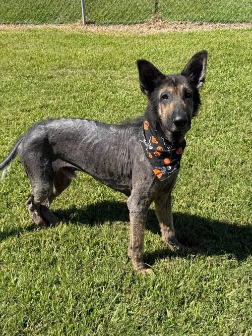 PAUL MCCARTNEY - German Shepherd Dog available for adoption