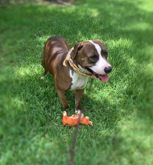 CAIN - Pit Bull Terrier / Catahoula Leopard Dog available for adoption