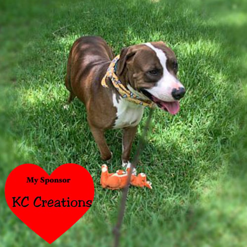 CAIN - Pit Bull Terrier / Catahoula Leopard Dog available for adoption
