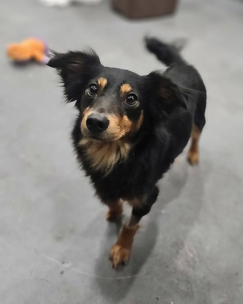 LAVEAU - Terrier available for adoption