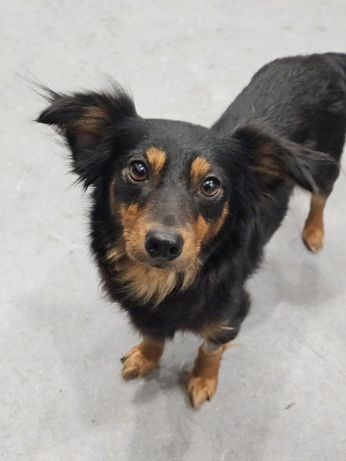 LAVEAU - Terrier available for adoption