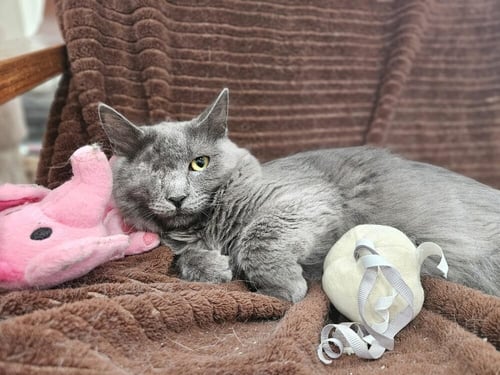 MISTY - Domestic Long Hair available for adoption