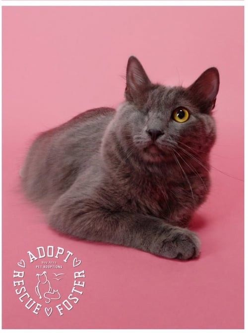 MISTY - Domestic Long Hair available for adoption