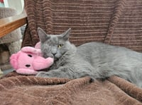 Misty - Photo 4