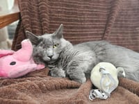 Misty - Photo 2