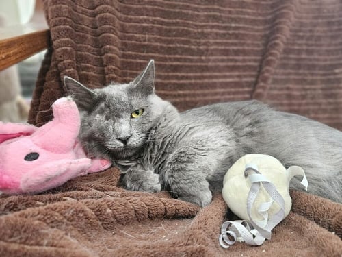 MISTY - Domestic Long Hair available for adoption