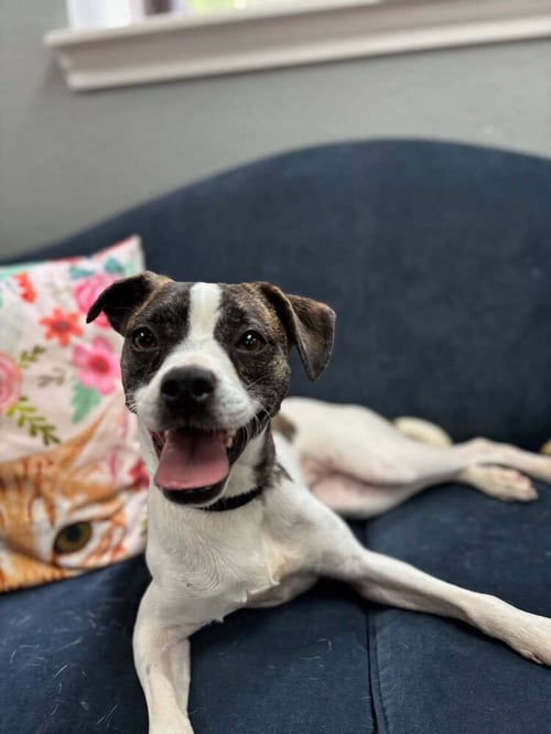 DAPHNE - Boston Terrier / Jack Russell Terrier available for adoption