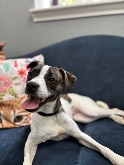 DAPHNE - Boston Terrier / Jack Russell Terrier available for adoption