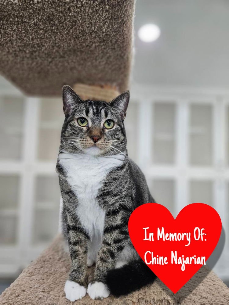 KIARA - Domestic Short Hair available for adoption