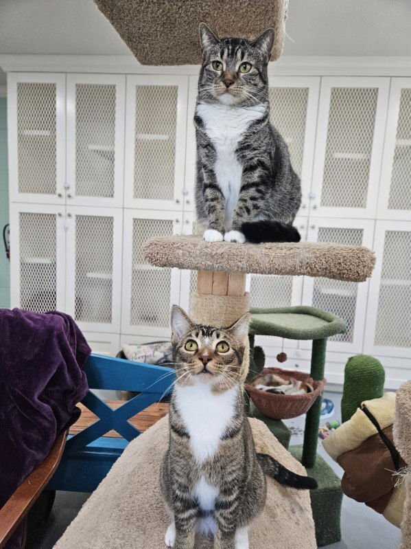 KIARA - Domestic Short Hair available for adoption