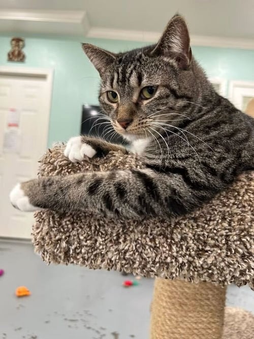 KIARA - Domestic Short Hair available for adoption