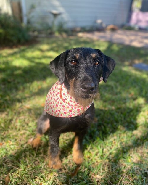 PIPPY - Terrier available for adoption