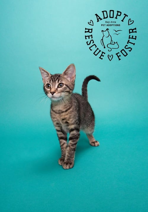 LUCY - Domestic Medium Hair available for adoption