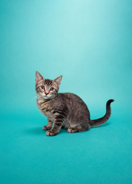 LUCY - Domestic Medium Hair available for adoption