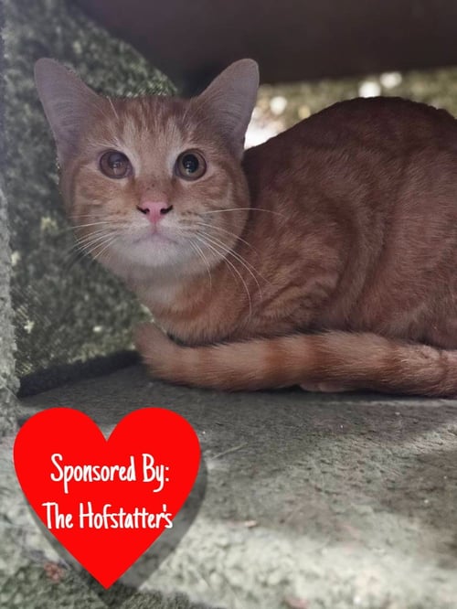 ROTINI - Domestic Short Hair available for adoption