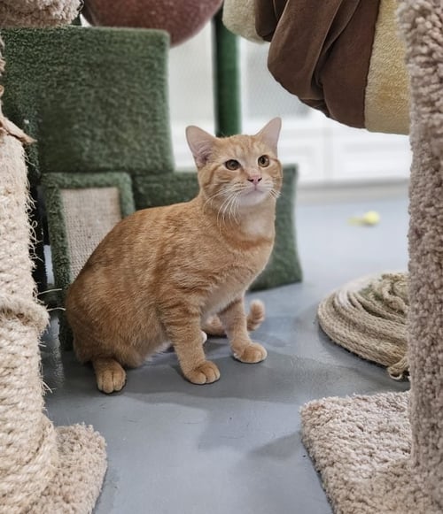 ROTINI - Domestic Short Hair available for adoption