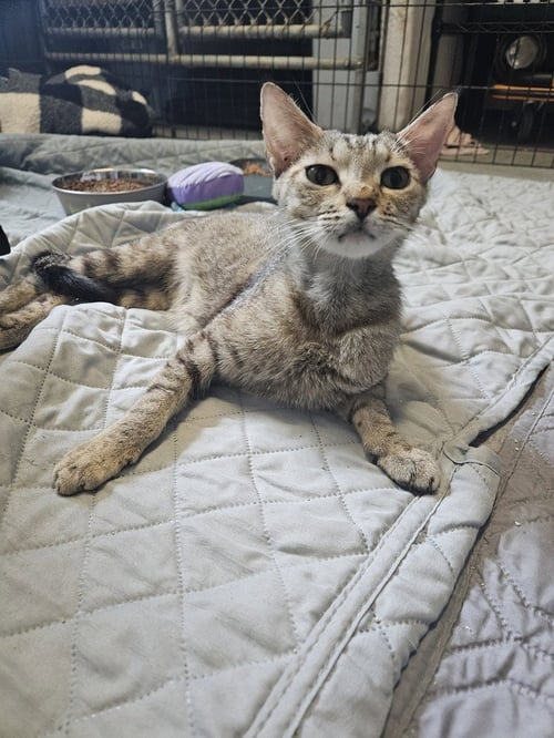 ROWENA - Domestic Short Hair available for adoption