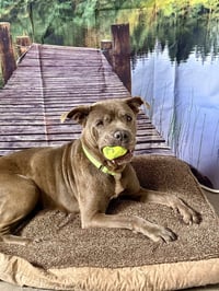 Maggie - Photo 4