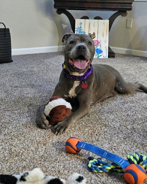 MAGGIE - Terrier available for adoption