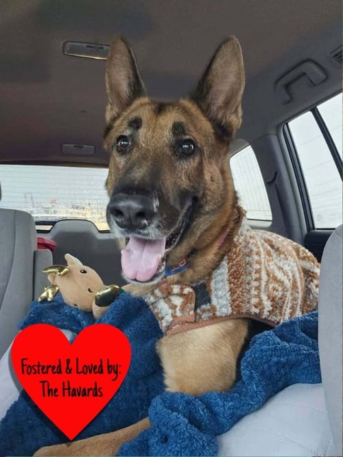 DOC HOLIDAY - German Shepherd Dog available for adoption