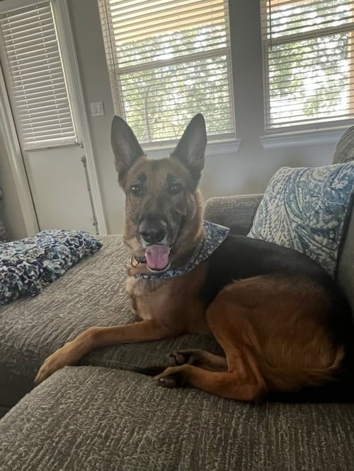DOC HOLIDAY - German Shepherd Dog available for adoption