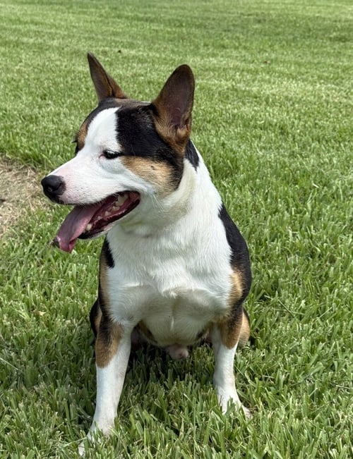 MAKO - Terrier available for adoption