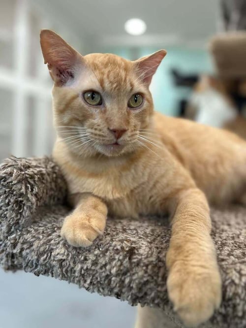 VALENTINO - Domestic Short Hair available for adoption