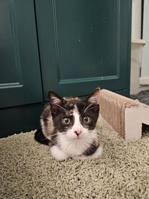 LILITH - Domestic Short Hair available for adoption