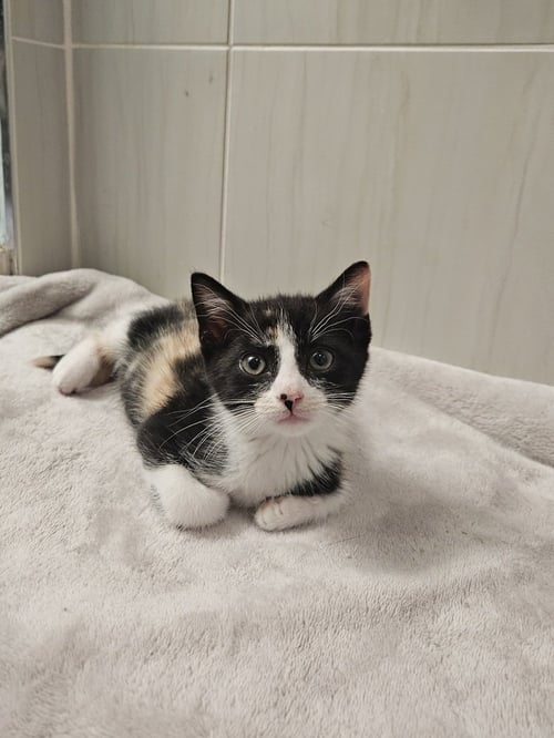 LILITH - Domestic Short Hair available for adoption