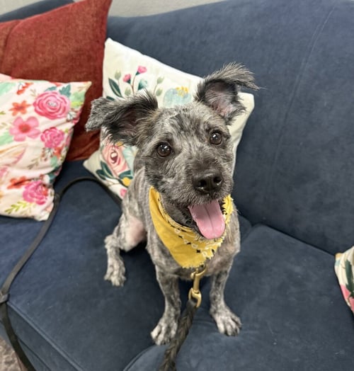 TEDDY - Terrier available for adoption