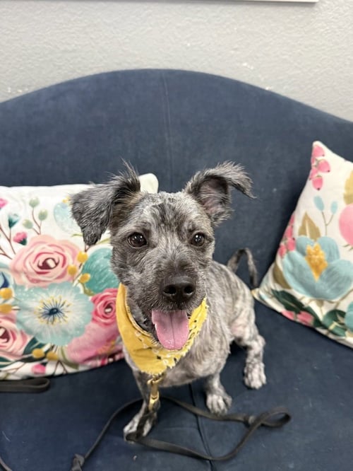 TEDDY - Terrier available for adoption