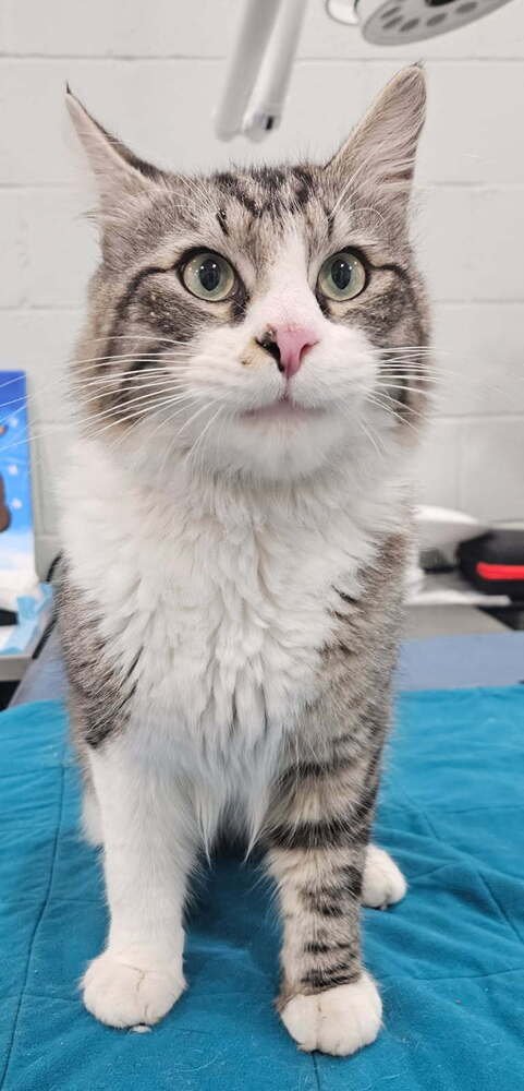 RILEY - Domestic Long Hair available for adoption
