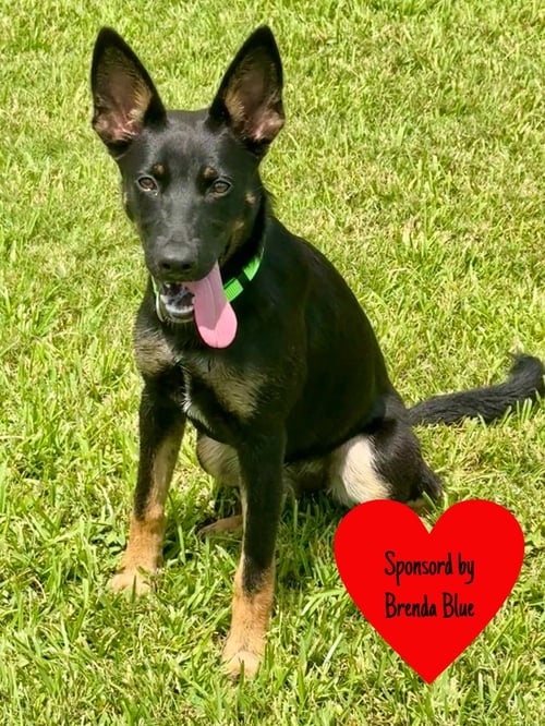 ABERDEEN - German Shepherd Dog available for adoption